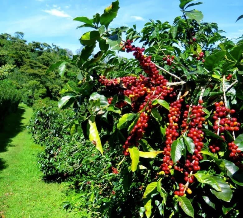 El Nido Coffee Plantation
